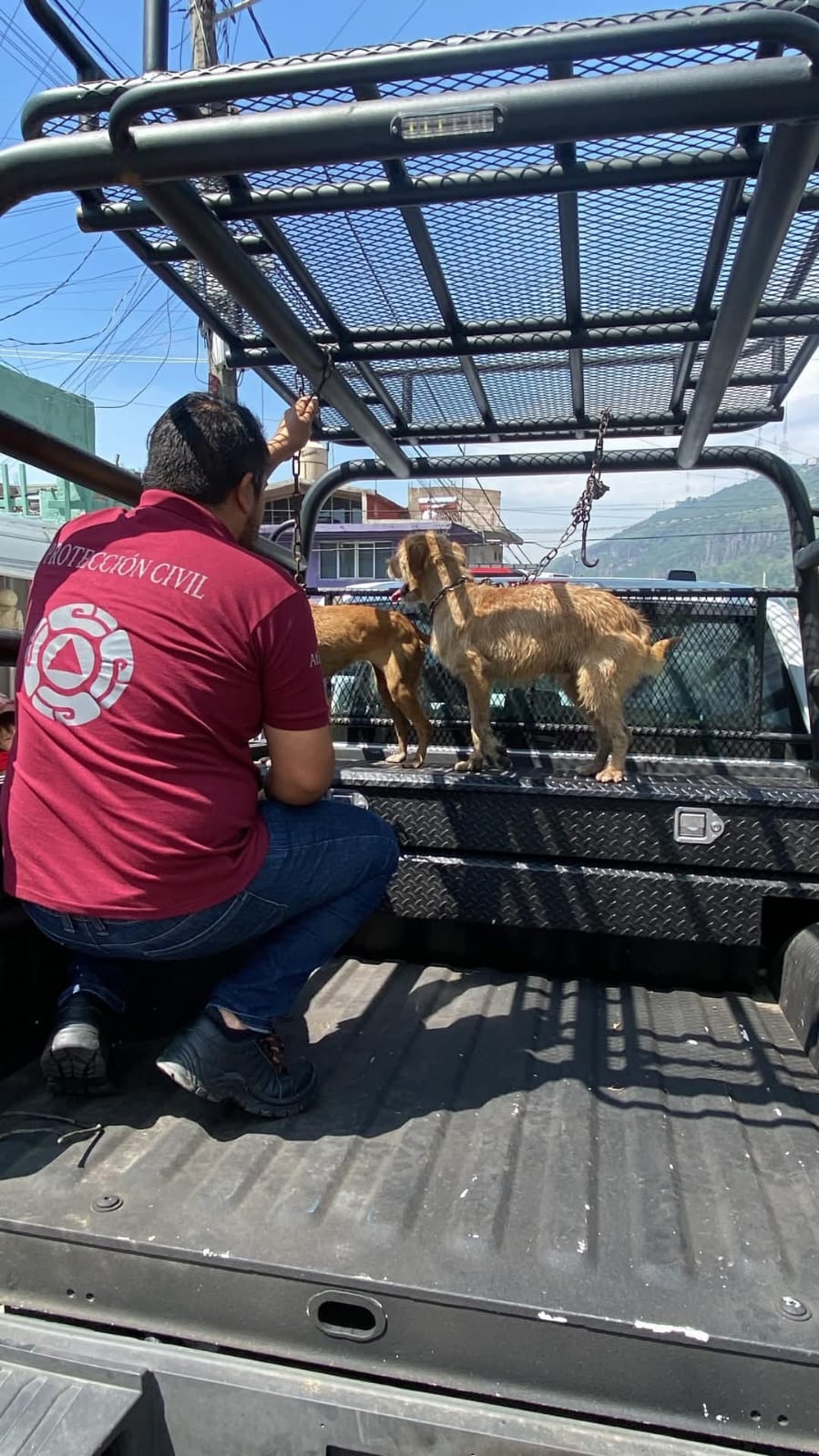 Protección Civil coordinó el traslado de tres cachorros y dos perros adultos con el apoyo del área de Sustentabilidad / Foto Especial