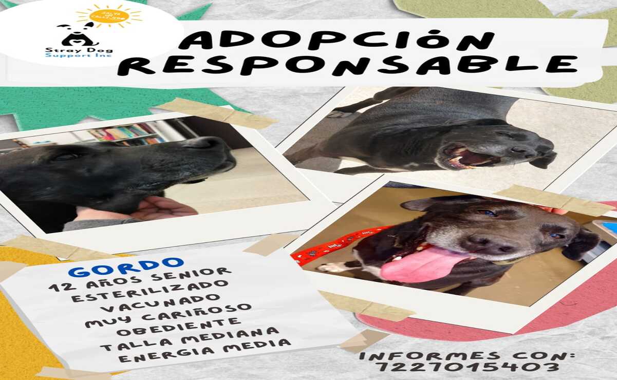 La asociacion también da en adopción responsable / Foto: Especial
