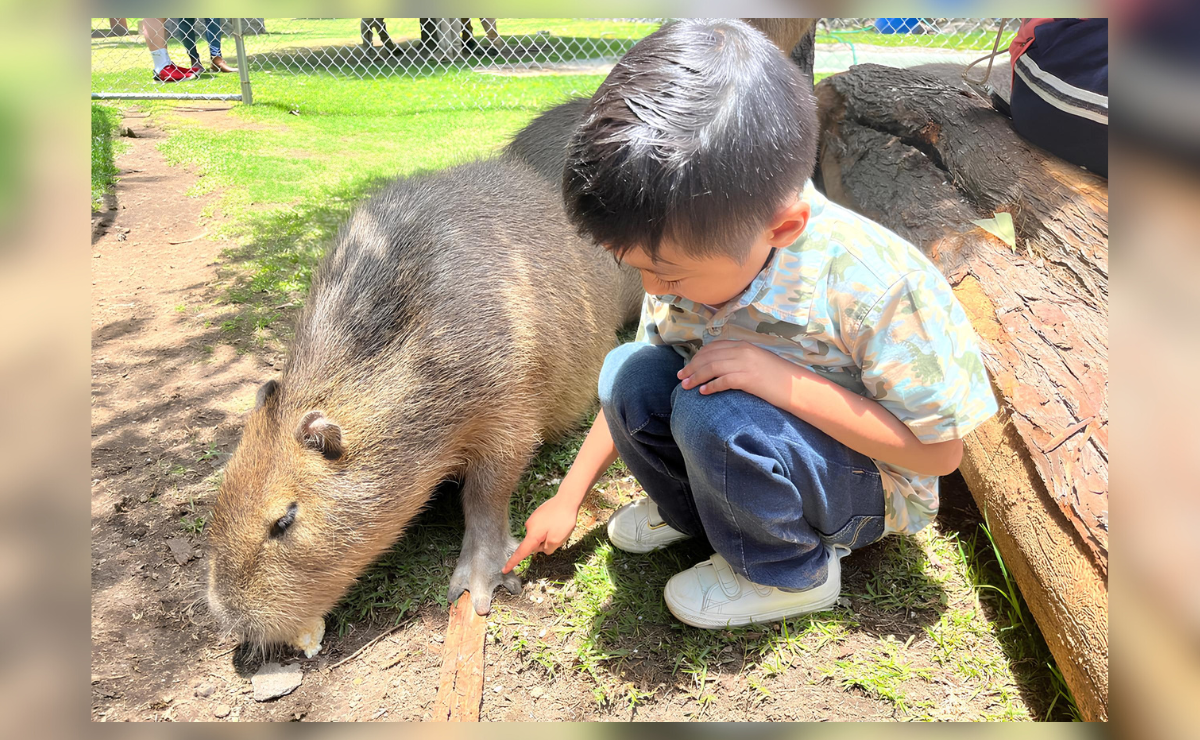 La oportunidad de interactuar con capibaras te espera en Zacango. Este es el Parque Ecológico Zacango, un destino imperdible al que puedes llegar desde la CDMX. Foto: Daniela Hernández