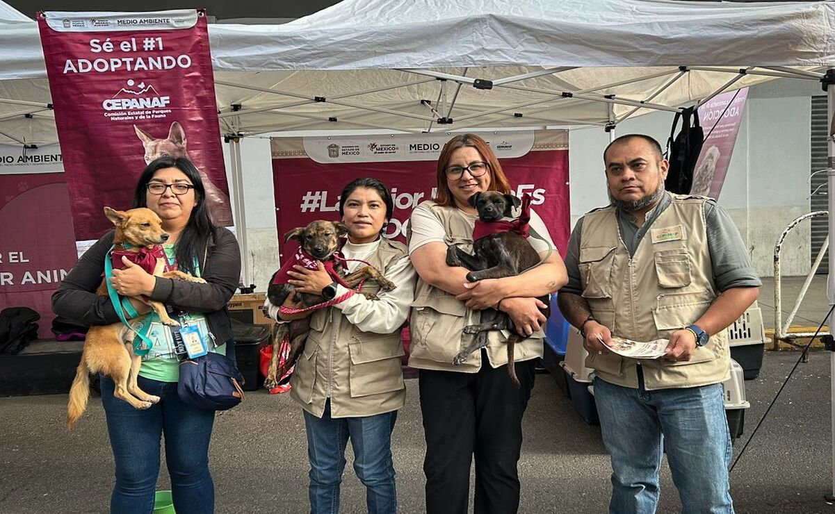 El programa "La Mejor Jugada es Adoptar", alcanzó las 95 adopciones de perritos en el Edomex. Foto: Especial