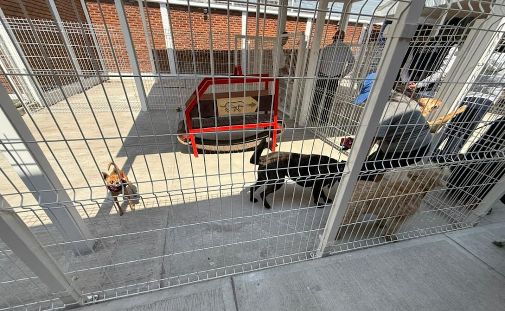La nueva zona de recreación y exhibición busca conectar a animales rescatados con familias responsables. Foto Especial