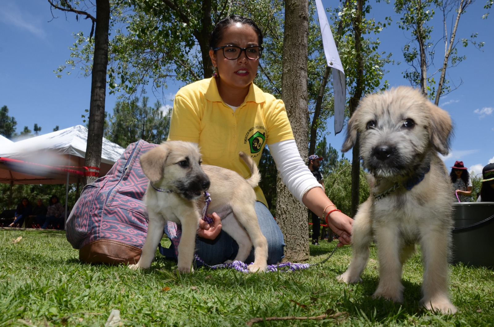 La tenencia responsable se refiere a los cuidados necesarios y básicos para el bienestar del animal. Foto Arturo Hernández