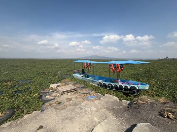 ¡Lirio acuático vuelve! Laguna de Zumpango duró 5 meses limpia