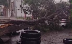 Árbol se desploma sobre auto estacionado en Ecatepec