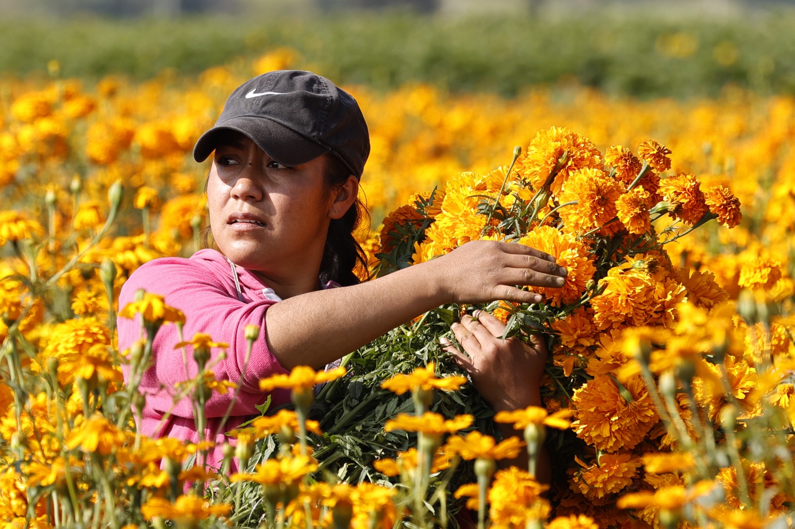 San Francisco Putla, el corazón de las flores de Día de Muertos en Edomex