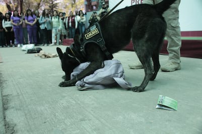 El oficial canino Anubis se retira tras 9 años de servicio en Tlalnepantla