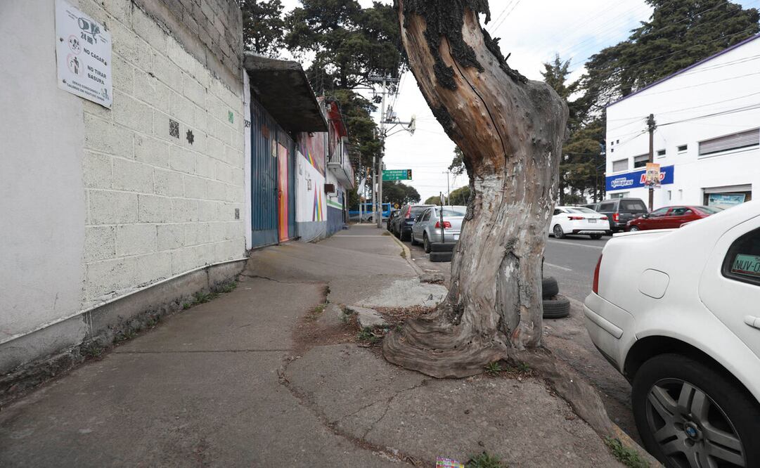 Actualmente en Toluca existe un problema de levantamiento de banquetas derivado de las raíces de los árboles. Foto: Alejandro Vargas / El Universal Estado de México