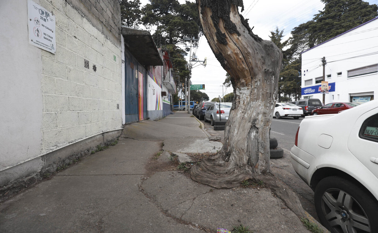 Actualmente en Toluca existe un problema de levantamiento de banquetas derivado de las raíces de los árboles. Foto: Alejandro Vargas / El Universal Estado de México