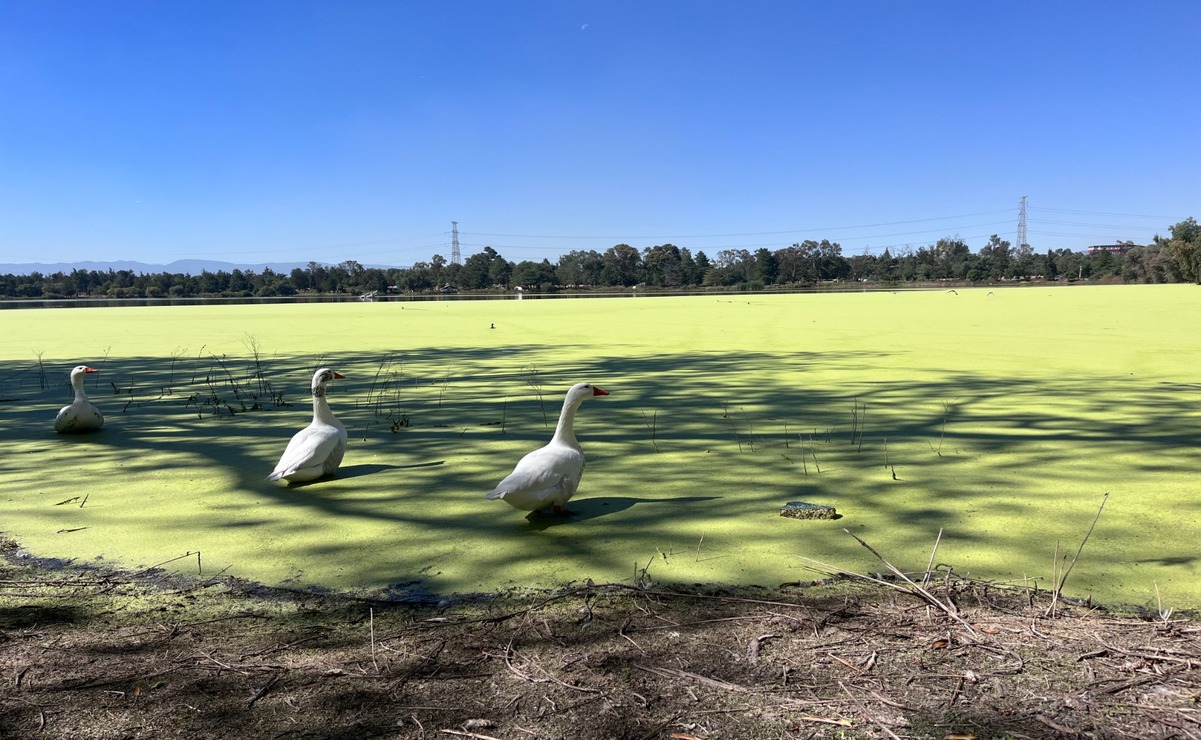 Las propuestas de los colonos, visitantes e integrantes del colectivo Pro Lago de los Lirios, también coinciden en la creación de un reglamento para el uso del parque / Foto: Especial