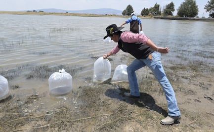 Video: ¡A pescar en Almoloya! Sembraron 2 millones de peces para que la gente tenga comida y trabajo