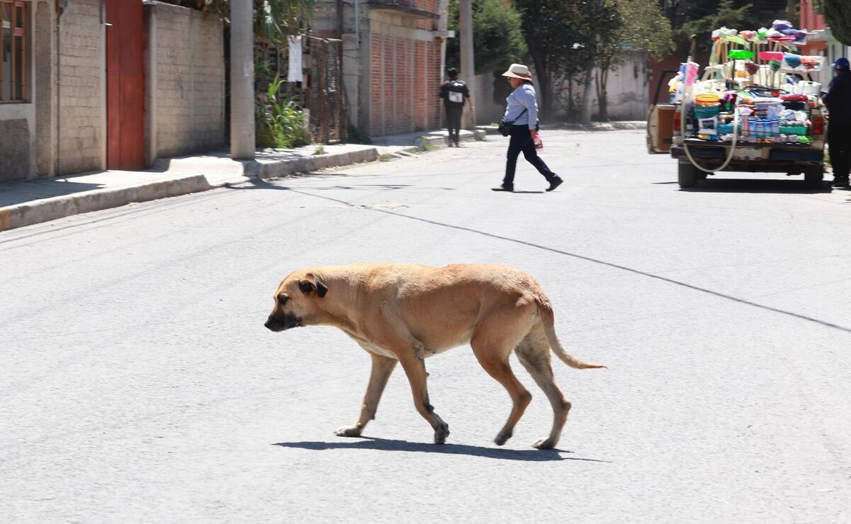 Las localidades con mayor población canina son las de la zona norte de la ciudad / Foto Alejandro Vargas