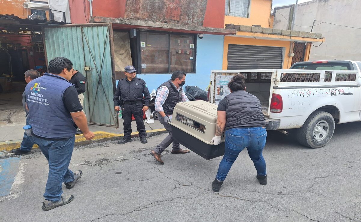 La Fiscalía ayudó en el traslado de los caninos / Foto: Especial