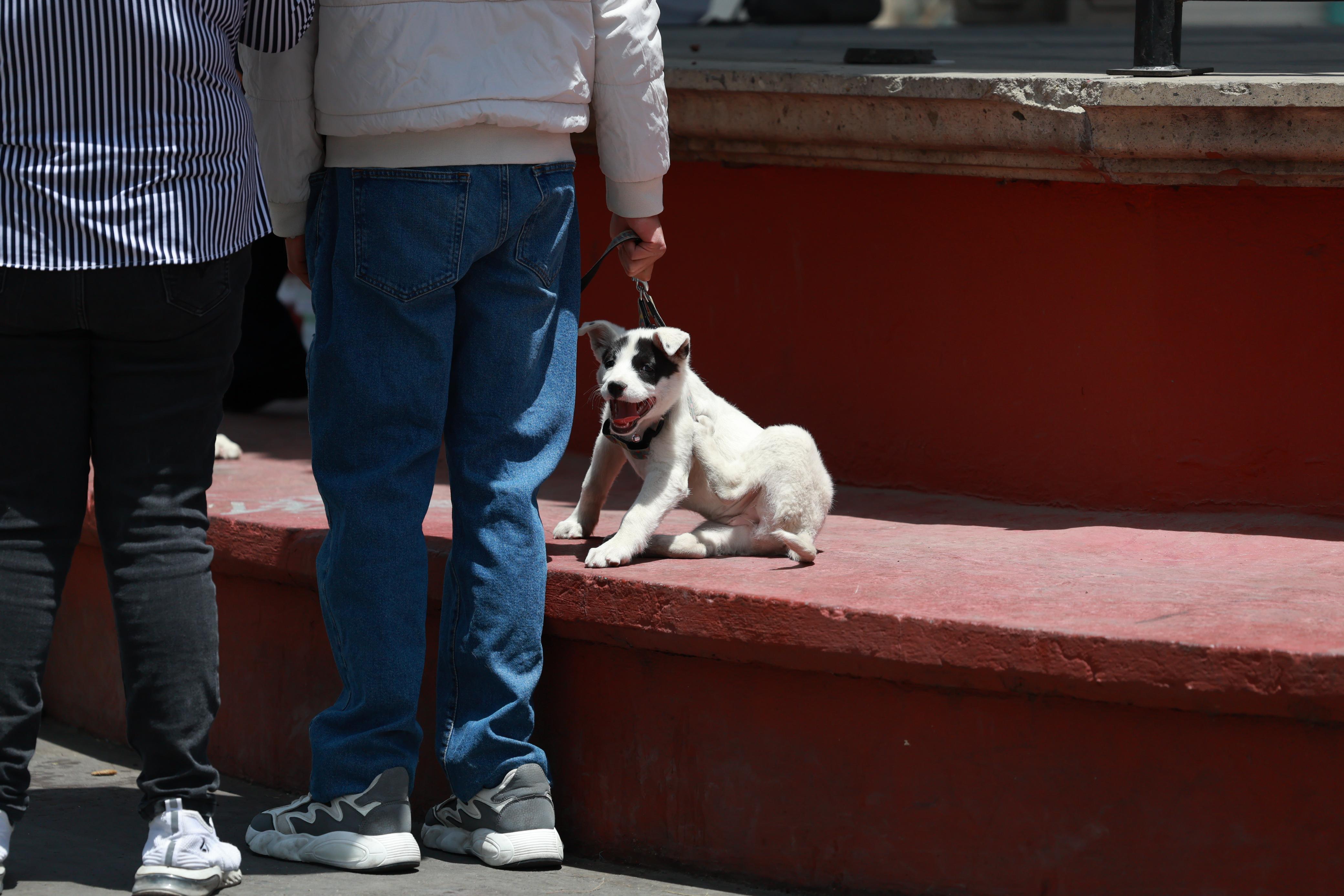 Animales de asistencia son vitales para personas con discapacidad visual, auditiva, motriz y condiciones como autismo o epilepsia. Foto Alejandro Vargas