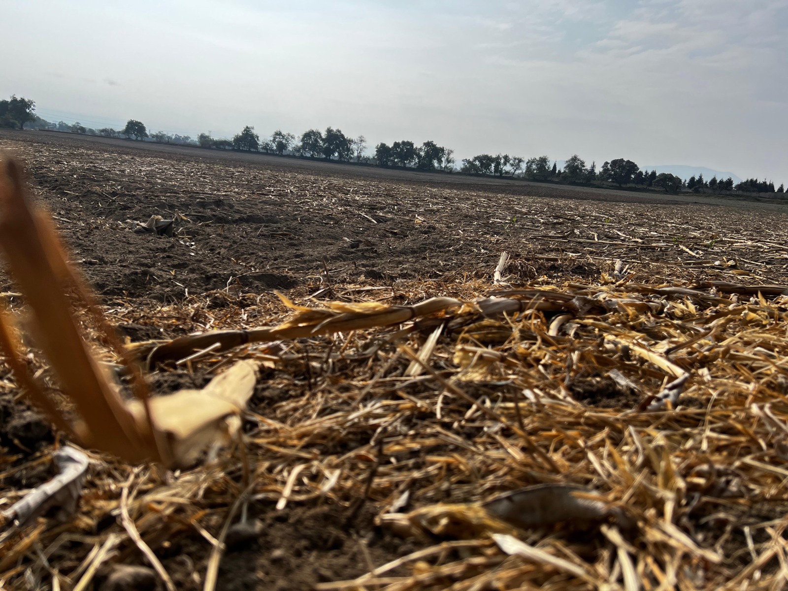 ICAMEX preserva y rescata semillas de maíz nativo, encontrando pérdida de especies desde 1940-50. Foto Aura Moreno
