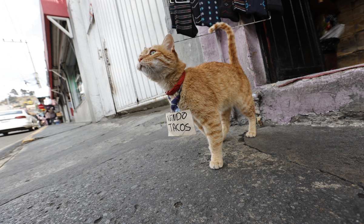 Toby es un gato que vende tacos y tamales / Foto: Jorge Alvarado