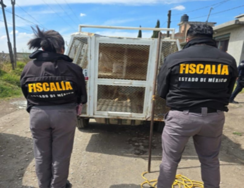 Los inmuebles quedaron asegurados por la FGJEM mientras se realizan las investigaciones para sancionar a los responsables del maltrato. Foto Especial