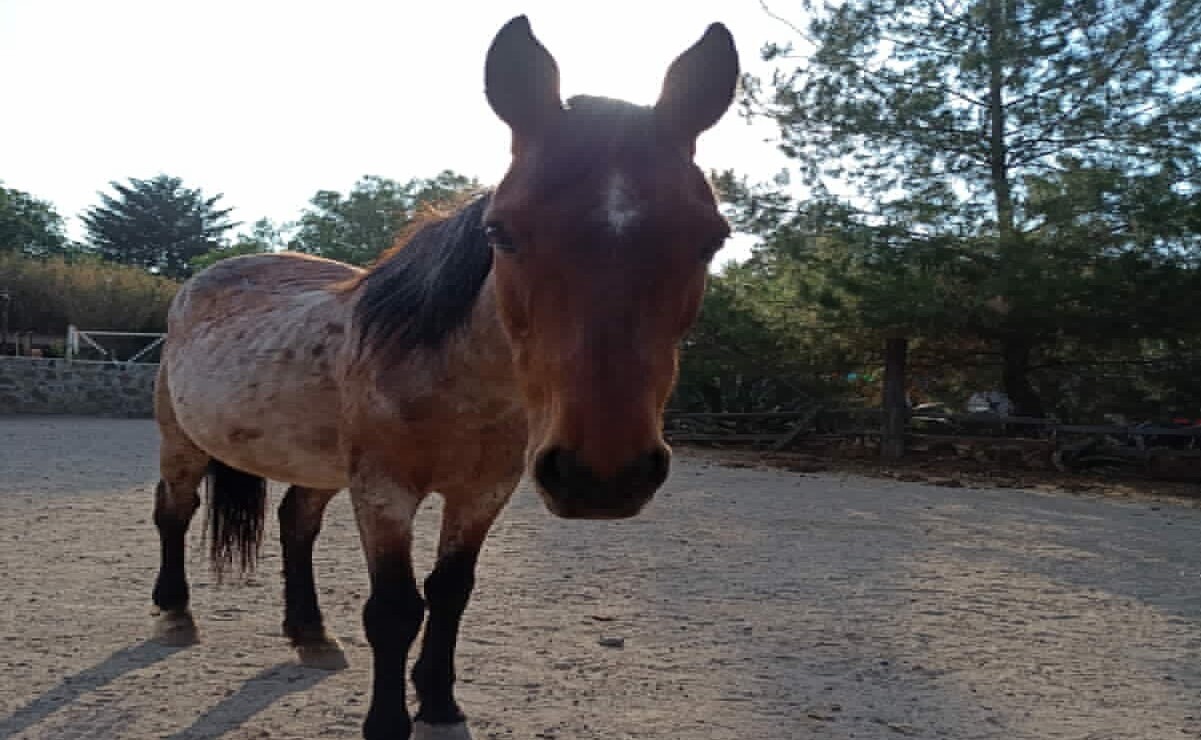También fue robado un caballo / Foto: Especial
