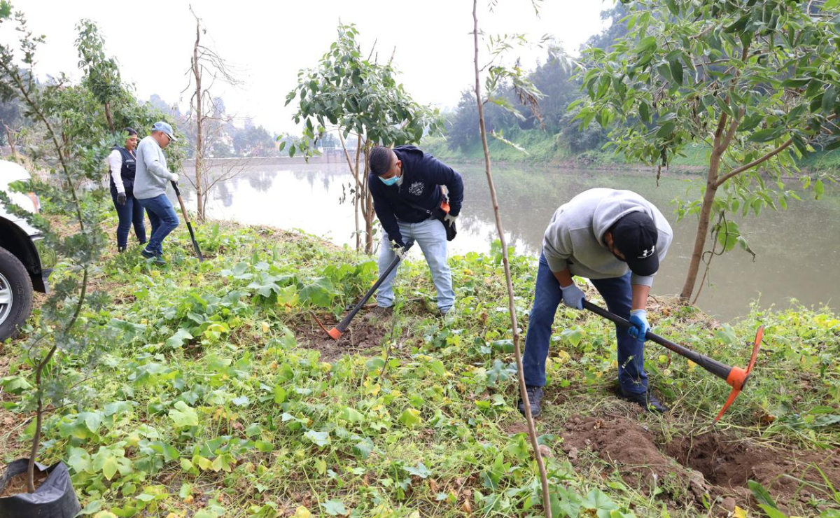 Reforestan y aplican bacterias para atenuar peste de Presa El Capulín Foto: Especial