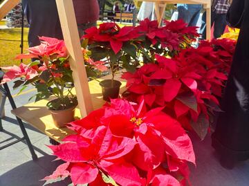 Todo un reto producir la nochebuena en el Estado de México