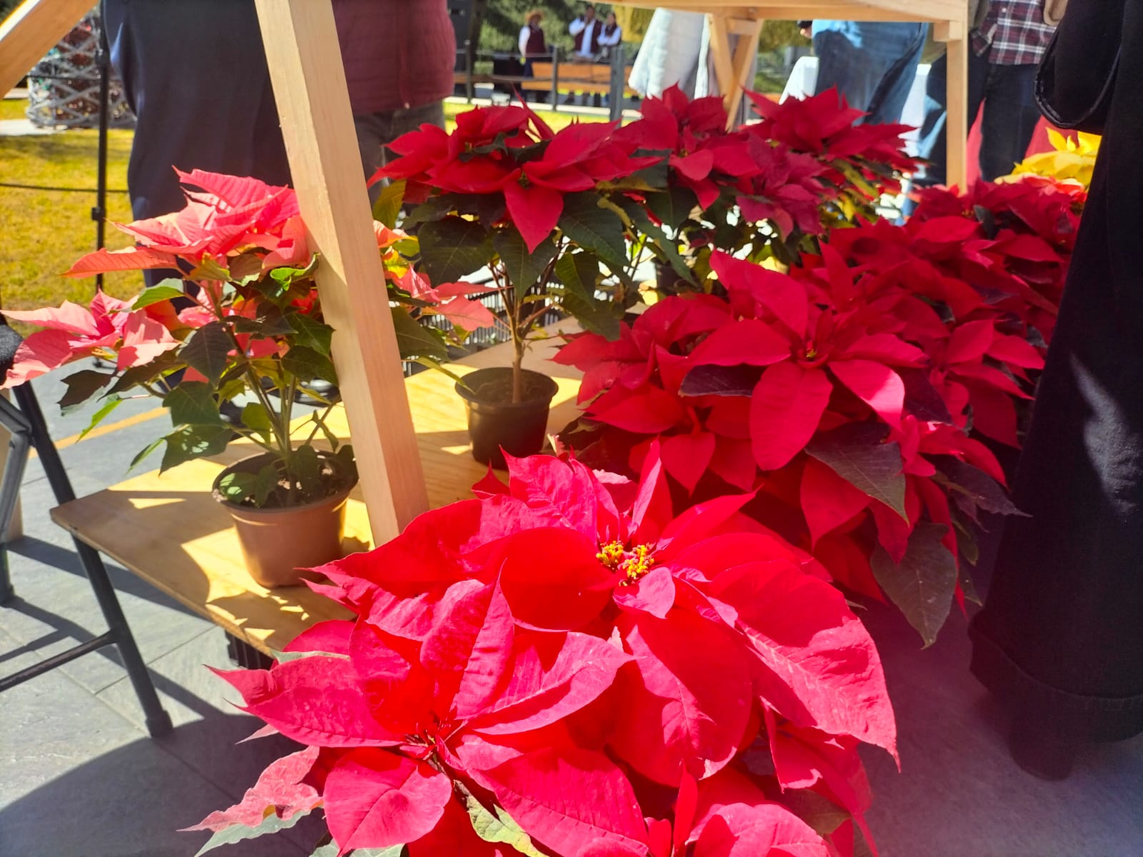 Todo un reto producir la nochebuena en el Estado de México