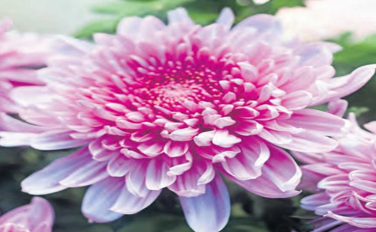 Otras flores comercializadas en la entidad son la rosa y sus variedades, seguida de girasol, gerbera, lilis y tulipanes. Foto: Especial