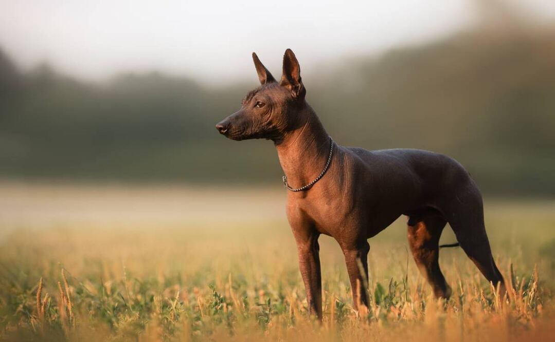 Entre el mito y la realidad: el Xoloitzcuintle, un perro con historia y magia / Foto: Alma de Chiapas
