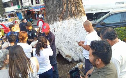 VIDEO: Así fue el rescate de perrita y sus cachorros por bomberos en Ecatepec