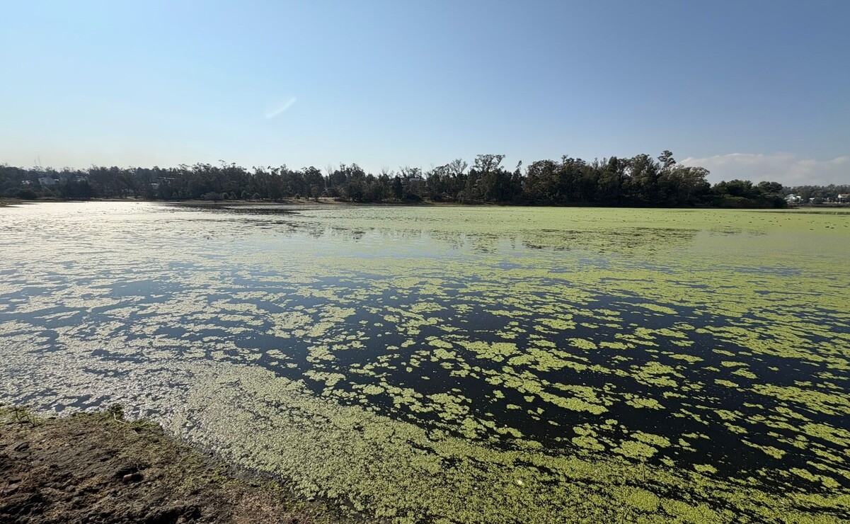 Cuautitlán Izcalli y Nicolás Romero trabajarán en conjunto para retirar la basura de la Presa Lago de Guadalupe. Foto: Especial