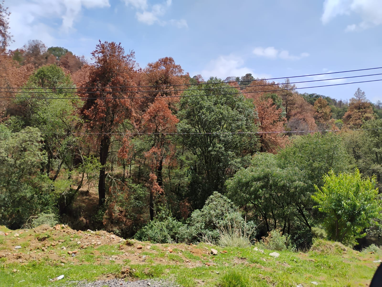 Parte del Cerro de la Verónica en Lerma se ha visto afectada por la presencia de plagas. Foto Especial