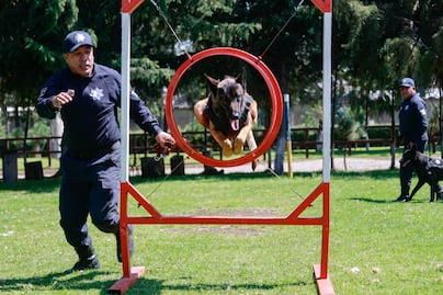 Más que mascotas: Los héroes caninos de Toluca