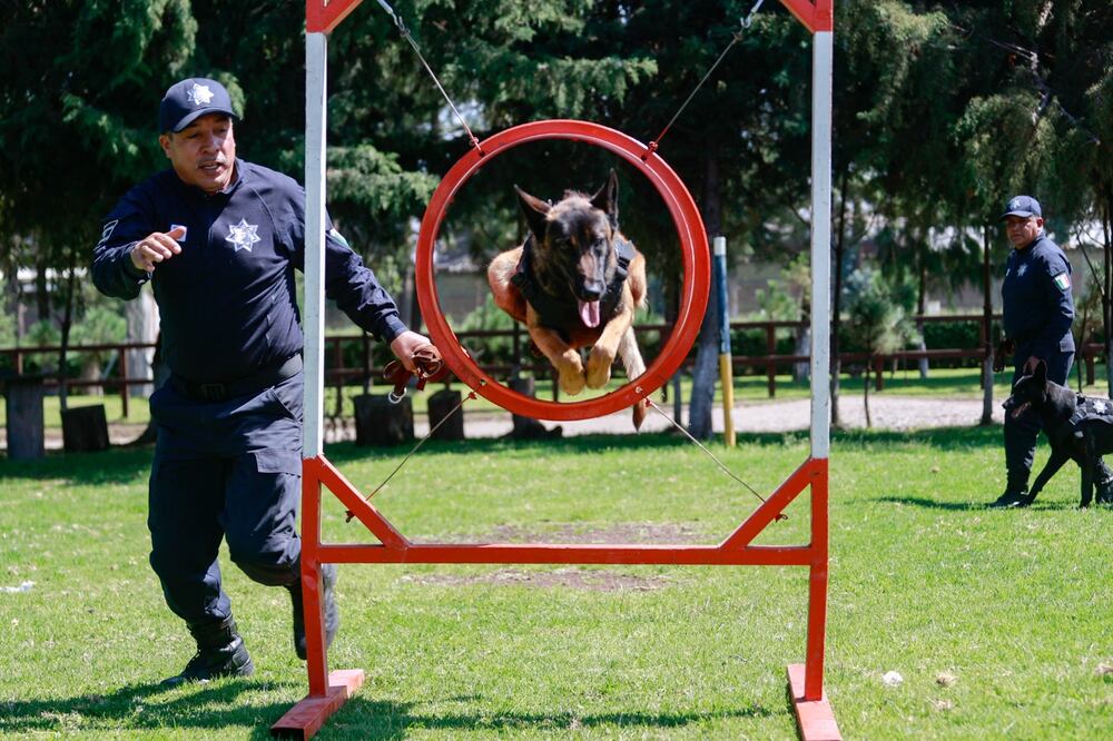 Ares es un elemento particular pues lleva ocho meses de entrenamiento. Foto Alejandro Vargas