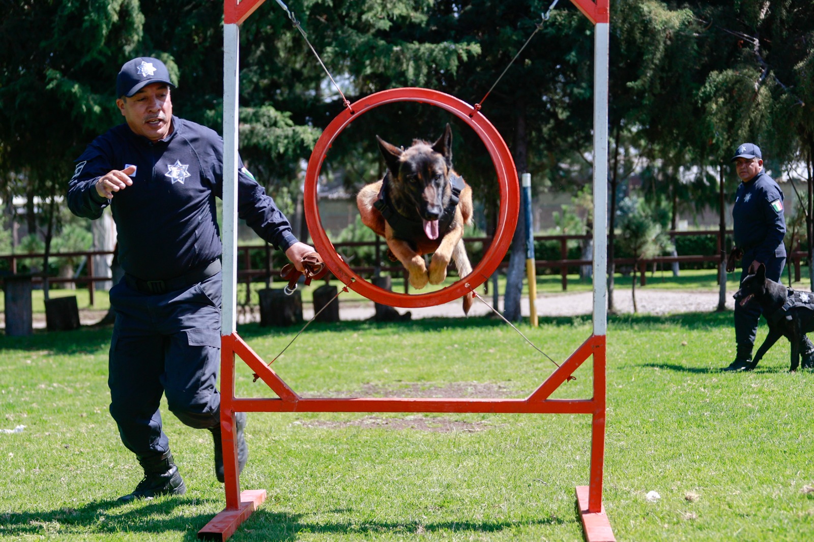Más que mascotas: Los héroes caninos de Toluca