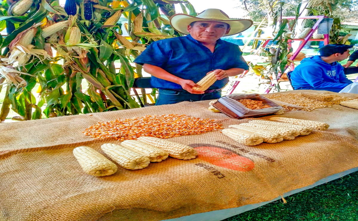 Juan Remigio a dedicado su vida a sembrar semillas sanas, manteniendo cultivos libres de químicos y dinamizar la economía local. Foto: Especial