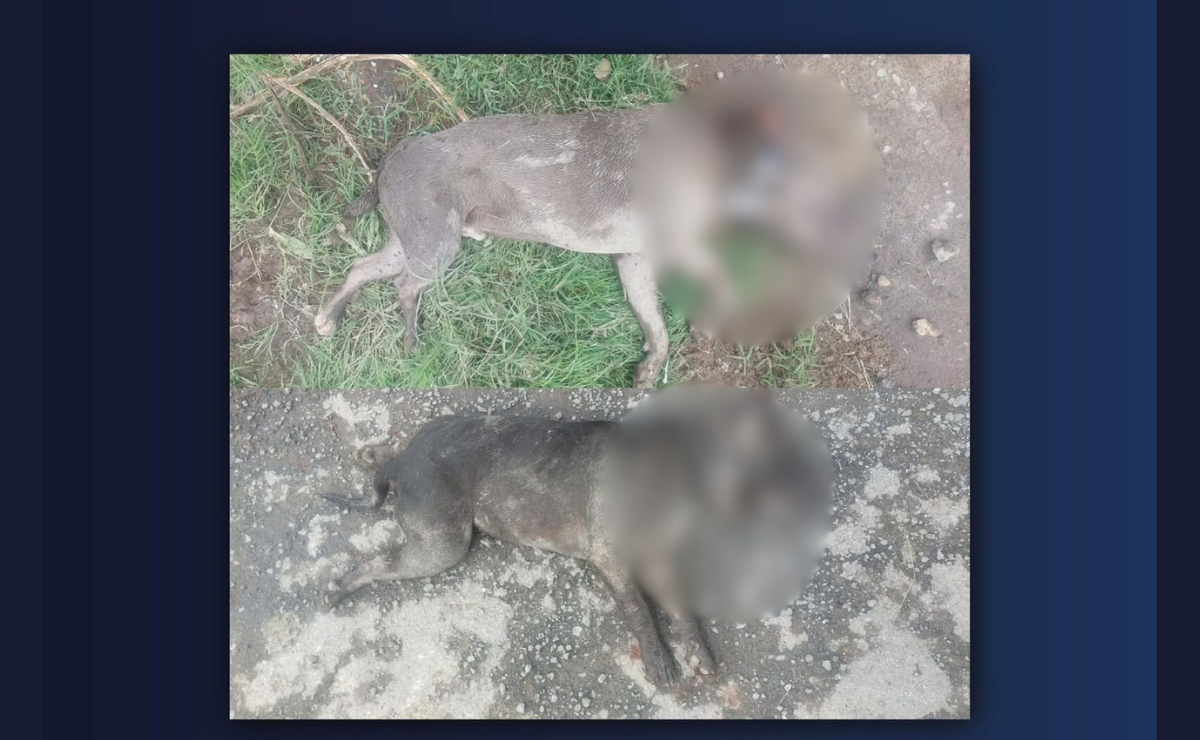 Justicia para "Jacko" y "Balú": una mujer fue arrestada en Zumpango por su conexión con la trágica muerte de los dos caninos, marcando un precedente en la lucha contra la crueldad animal. Foto: Especial