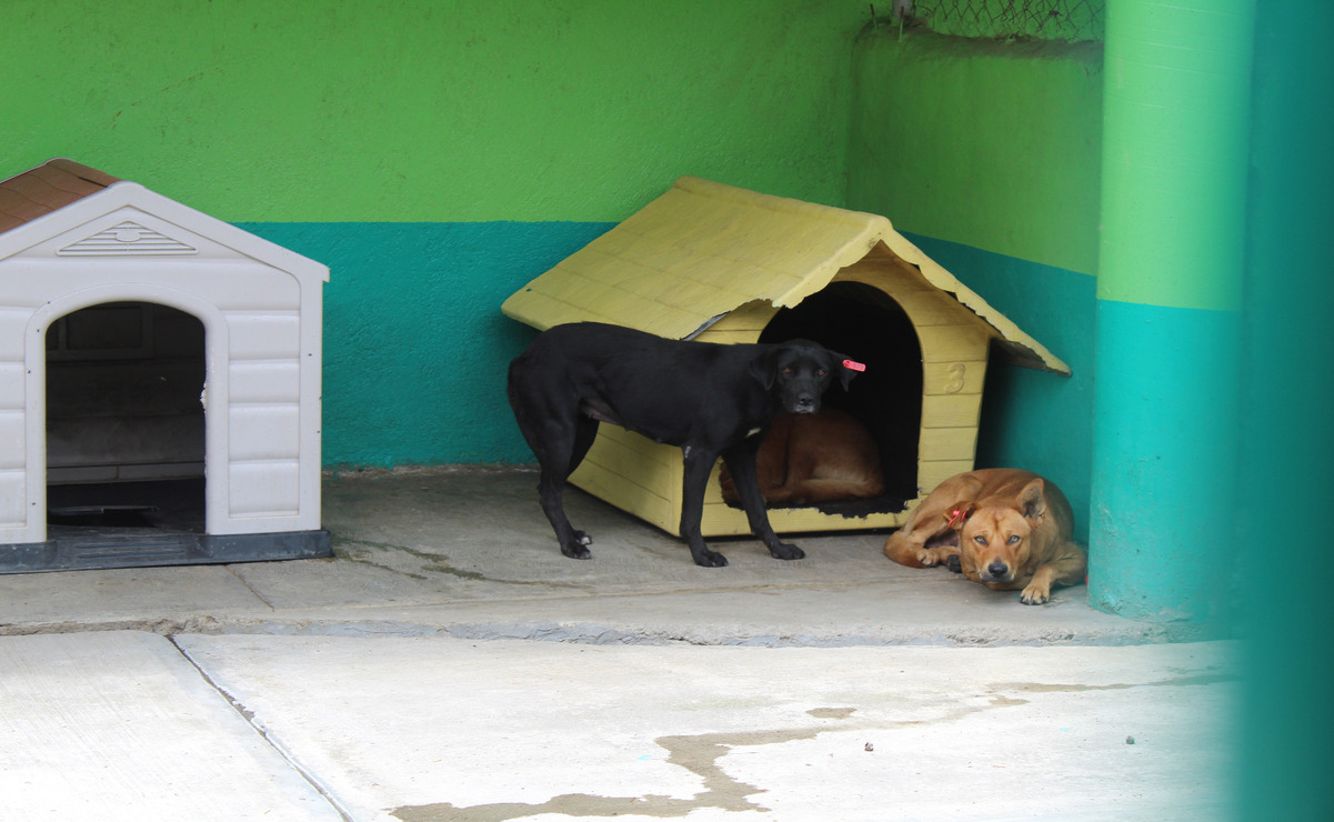 Perritos en espera de un hogar en el Centro de Control y Bienestar Animal de Toluca. Foto: Karen Aldama