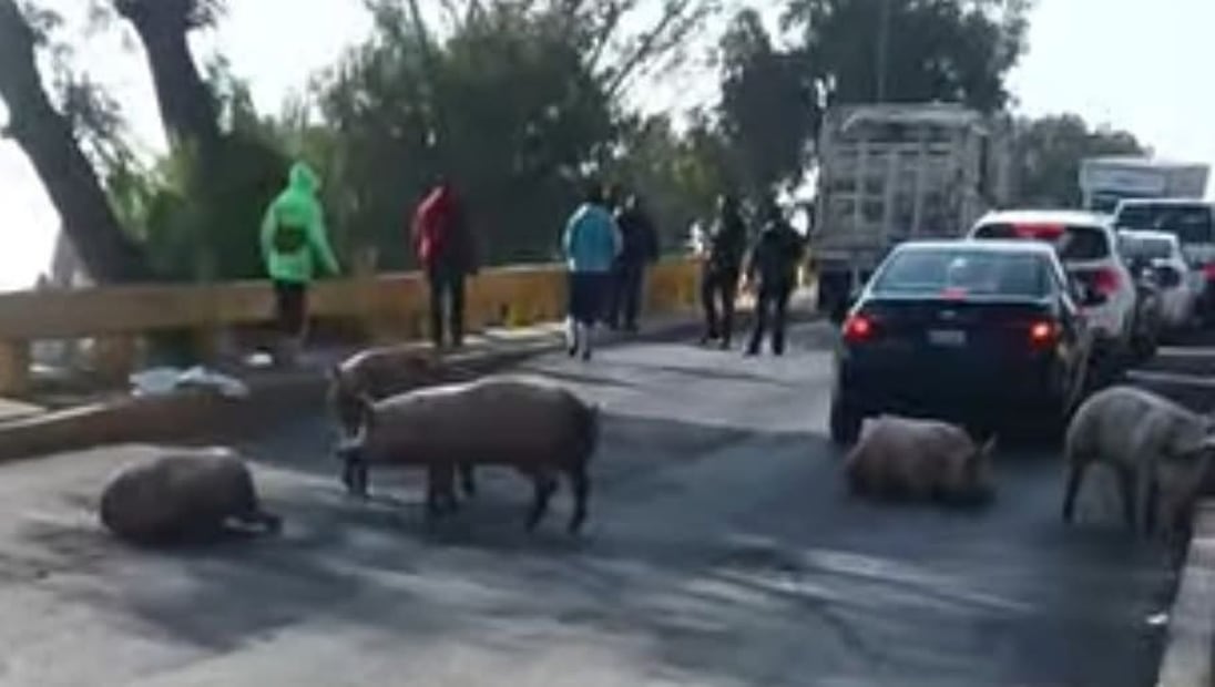 Automovilistas reportaron que los animales comenzaron a correr sobre la carpeta asfáltica. Foto. Especial
