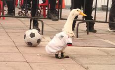El Pato Merlín, embajador del Mundial 2026, enamora a Naucalpan con sus goles en el Parque Naucalli
