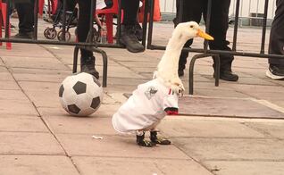 El Pato Merlín, embajador del Mundial 2026, enamora a Naucalpan con sus goles en el Parque Naucalli
