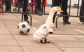 El Pato Merlín, embajador del Mundial 2026, enamora a Naucalpan con sus goles en el Parque Naucalli