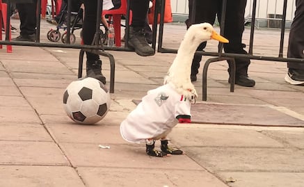 El Pato Merlín, embajador del Mundial 2026, enamora a Naucalpan con sus goles en el Parque Naucalli