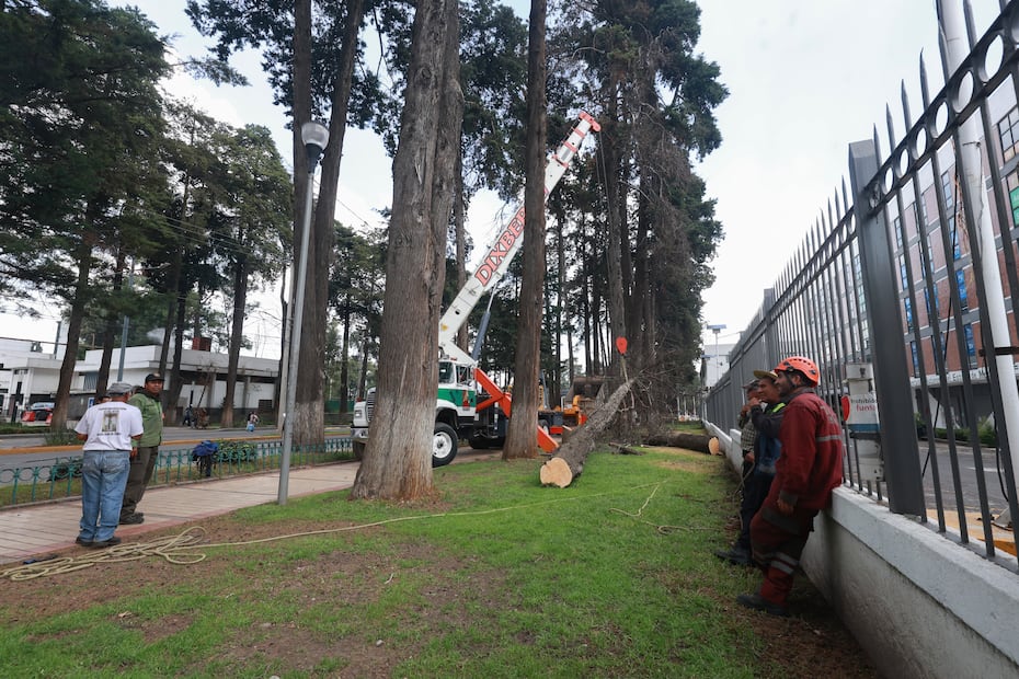 Las autoridades comentan que los árboles retirados serán sustituidos por especies adecuadas para la zona. Foto Alejandro Vargas/El Universal Edomex