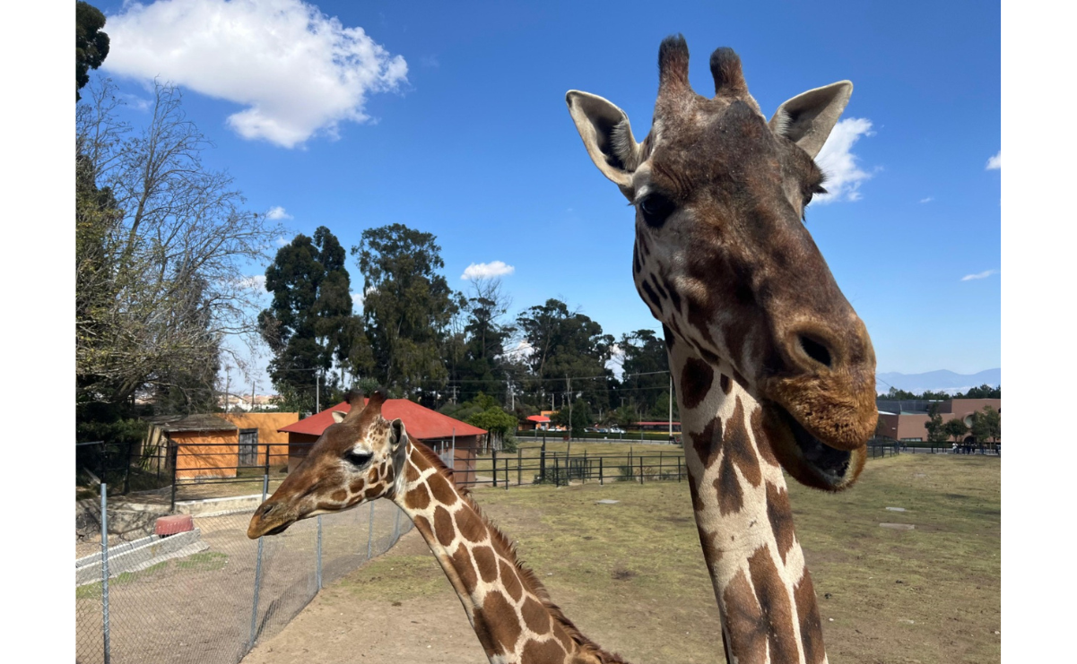 Zoológico de Zacango monitorea la salud de los animales durante la temporada invernal / Foto: Hanna Santillán 