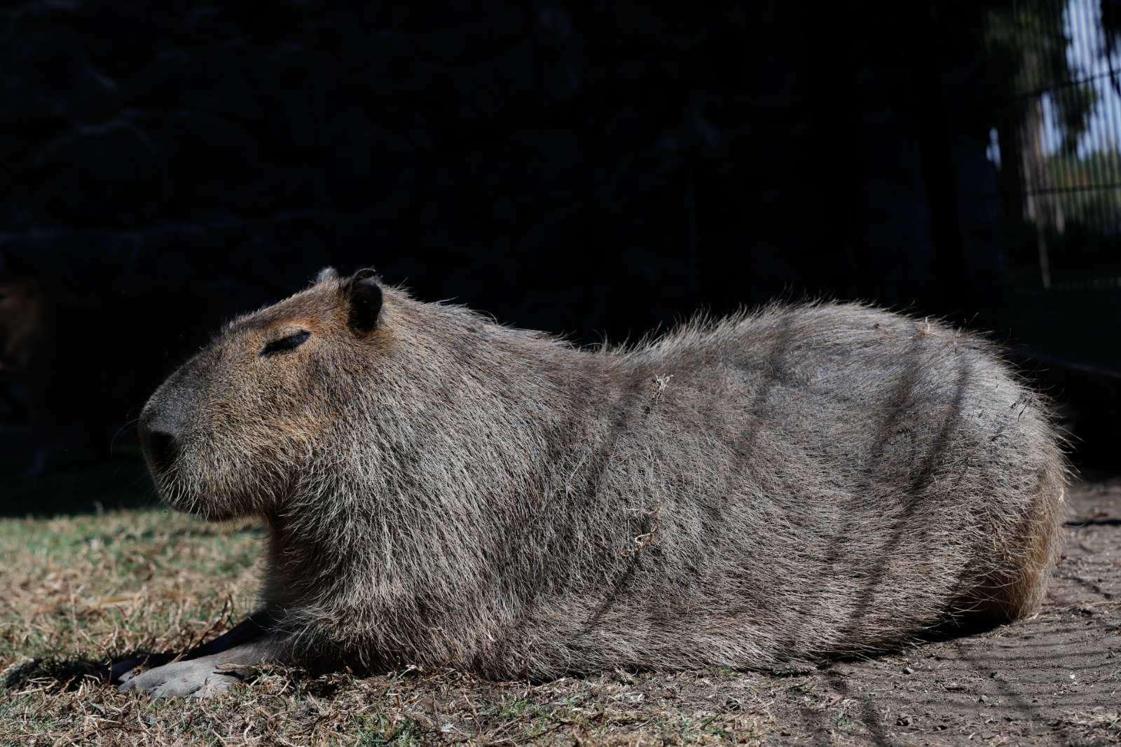 Más allá de su apariencia tierna, los capibaras esconden secretos fascinantes. ¡Sorpréndete con estos 10 datos! Foto Arturo Hernández