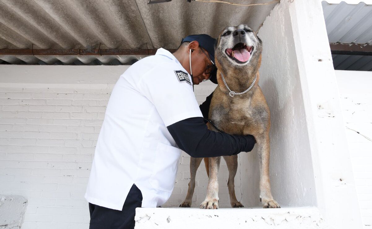 Les brindan atención veterinaria / Foto Especial