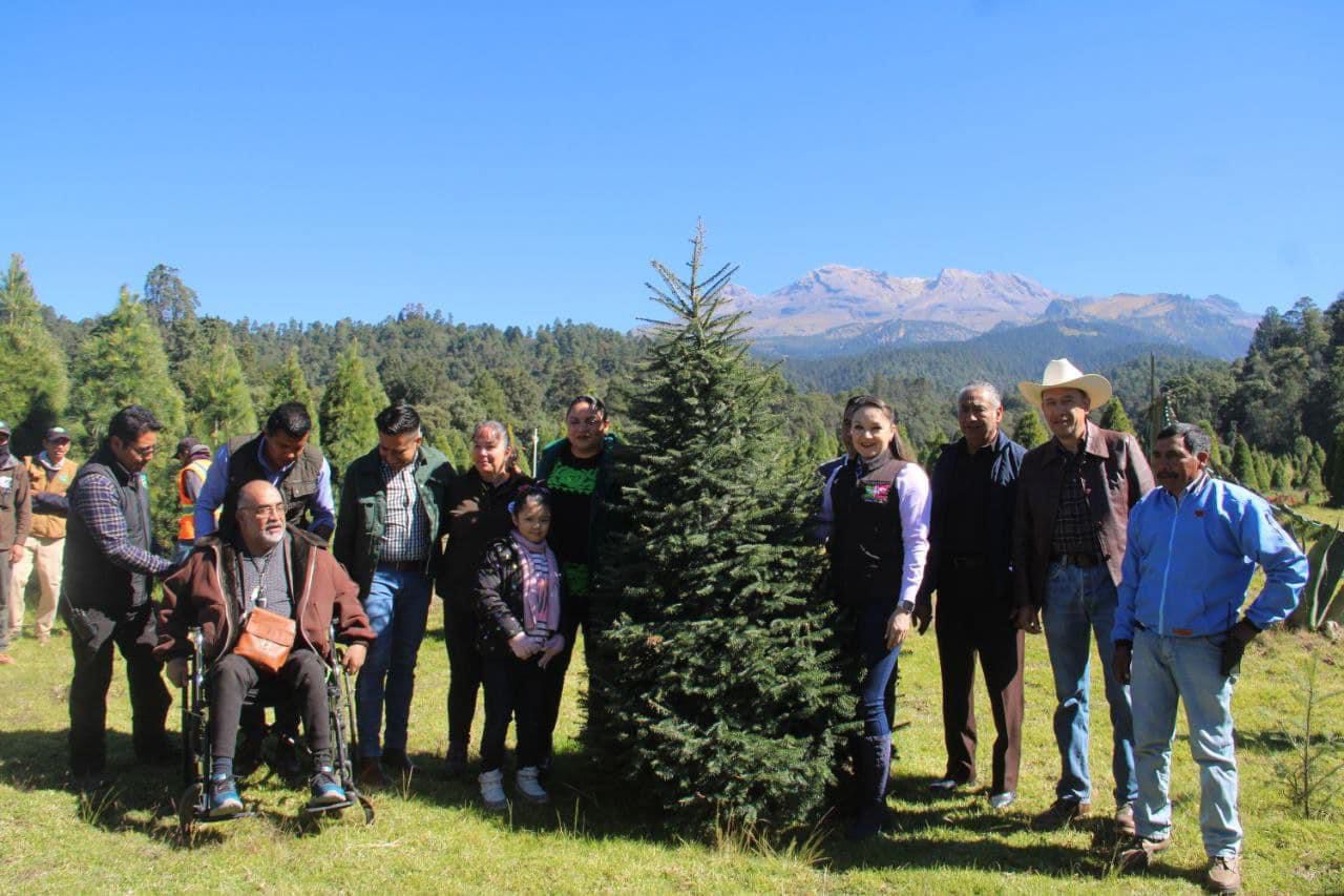Navidad sustentable: Elige un árbol de Amecameca