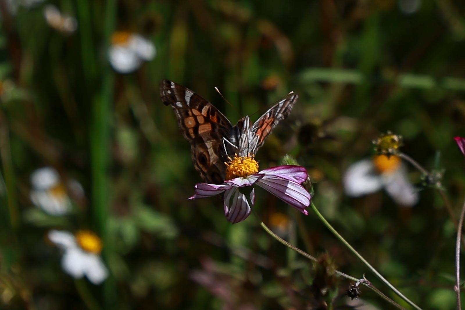 A partir de la próxima semana comienza la mejor temporada para que las familias mexiquenses puedan ver a la mariposa monarca en los dos centros turísticos de Donato Guerra. Foto Alejandro Vargas