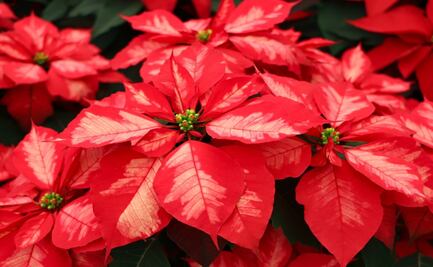 8 de diciembre: Día Nacional de la Nochebuena