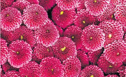 Edomex: Líder de la producción de flor de crisantemo a nivel nacional