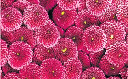 Edomex: Líder de la producción de flor de crisantemo a nivel nacional