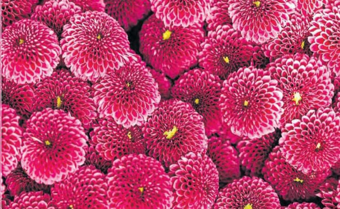 En el ranking nacional, el Edomex se posicionó en el primer lugar en producción de crisantemo. Foto: Especial